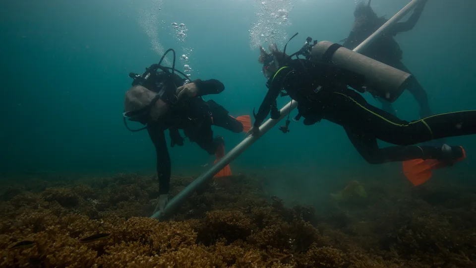 Divers coring a reef