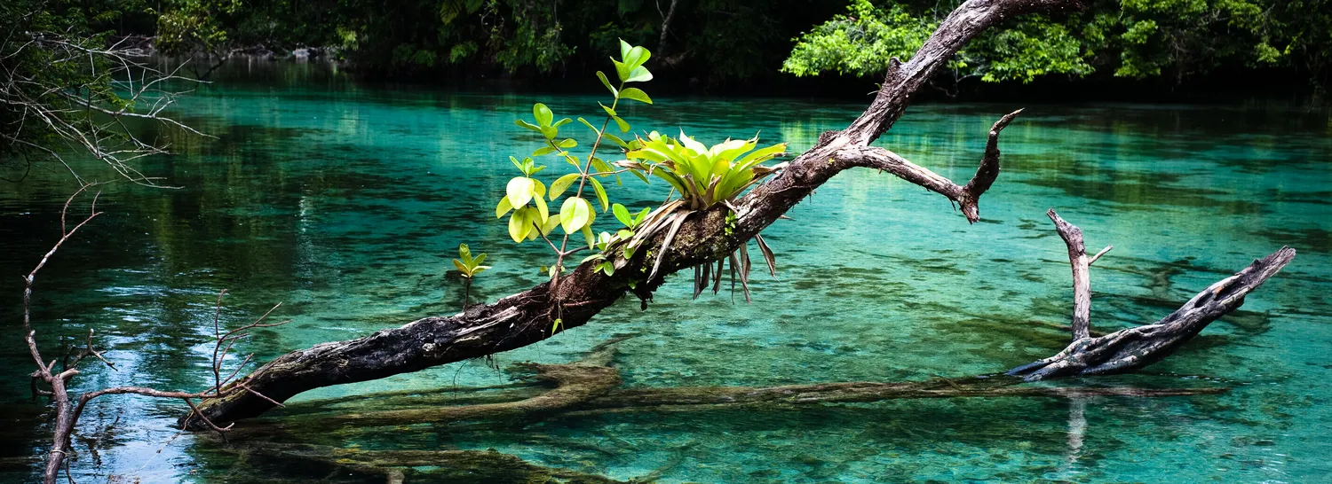 A fallen branch in a clear forest lagoon