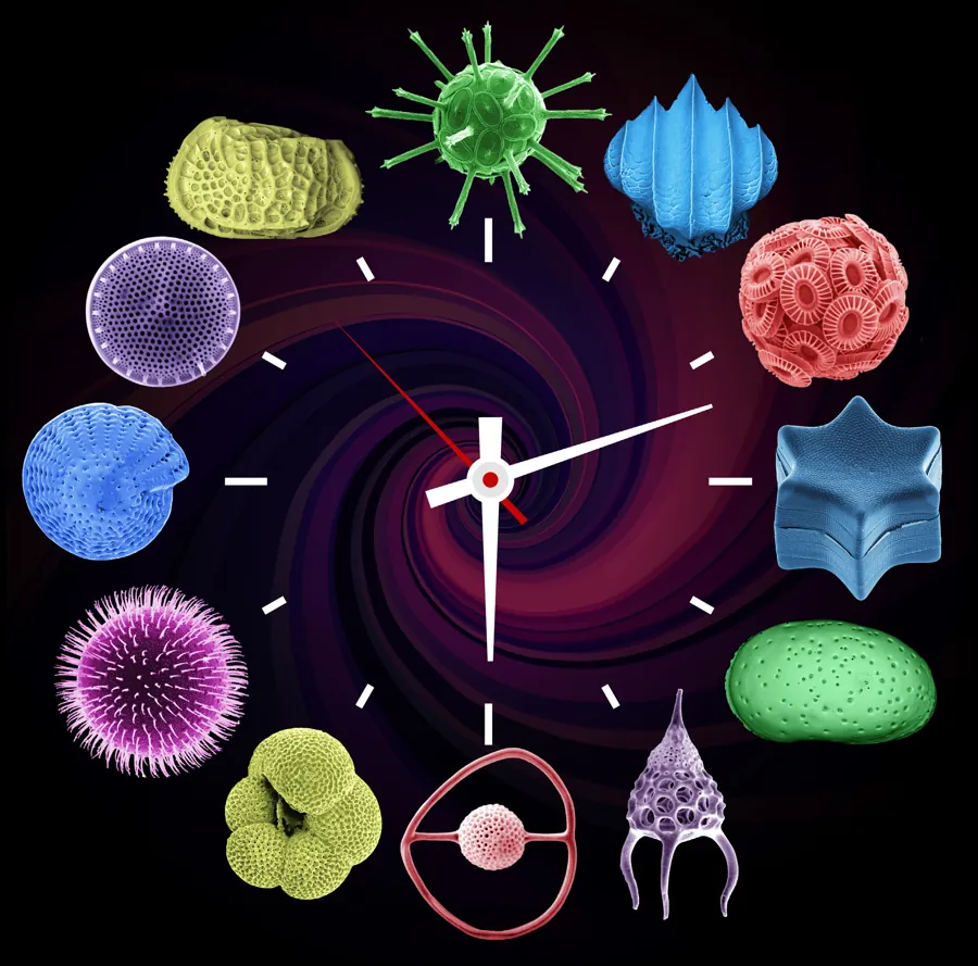 Clock made of microfossils for the paper Time Machine Biology