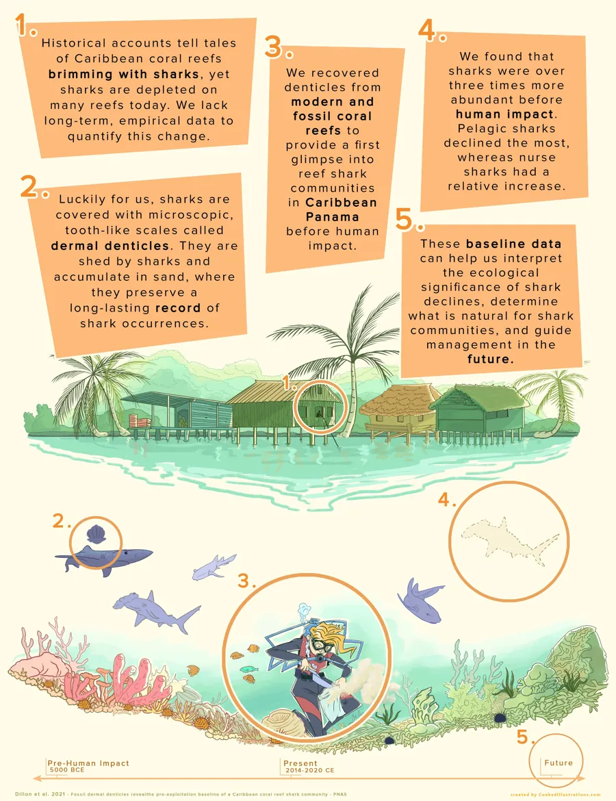 Infographic on fossil shark denticles and Caribbean reef sharks