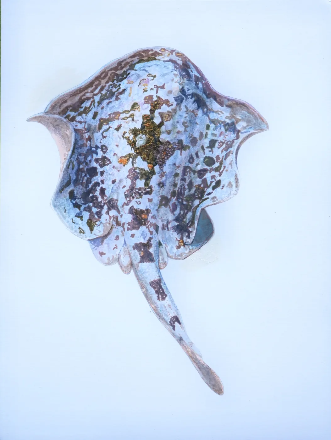 Painting of a spotted ray seen from above