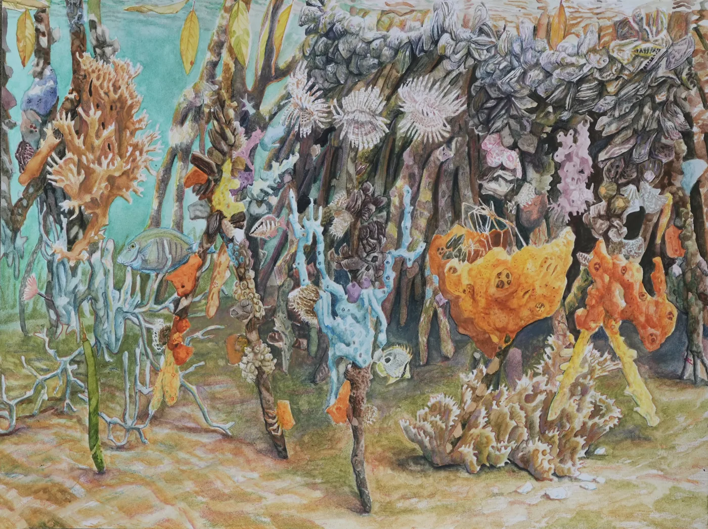 Painting of mangrove roots crowded with sponges, anemones and fish