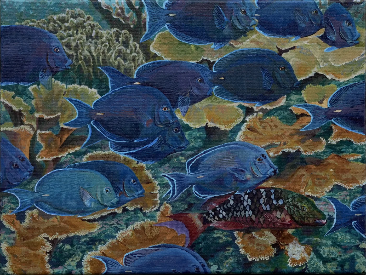 Painting of a shoal of blue tangs moving over coral