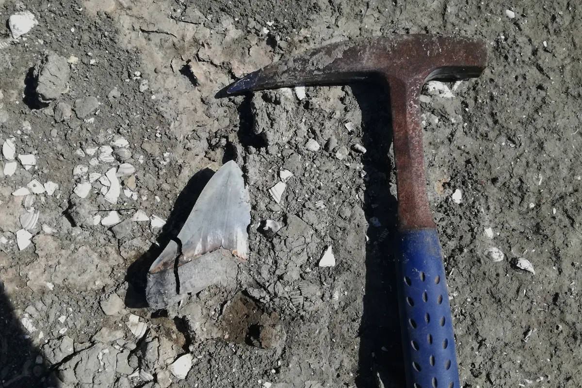 A large fossil shark tooth beside a rock hammer