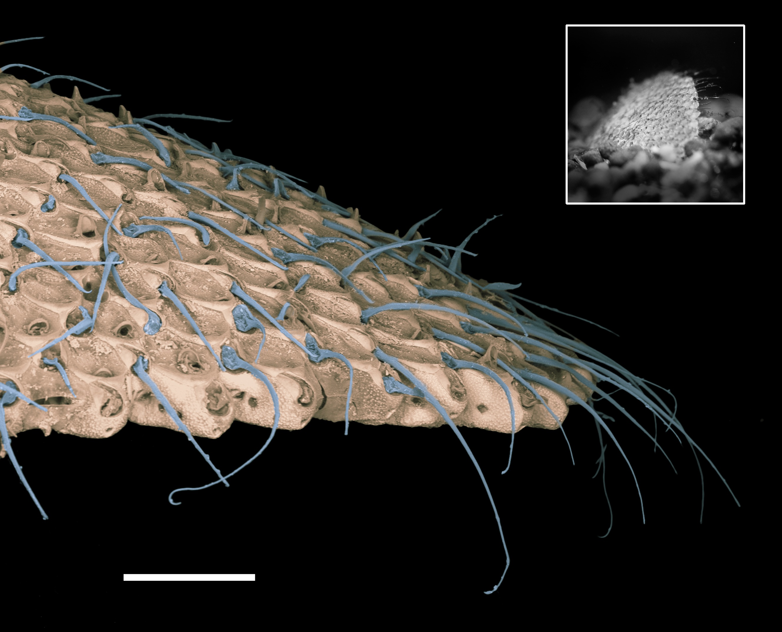 Hairy colony coloured