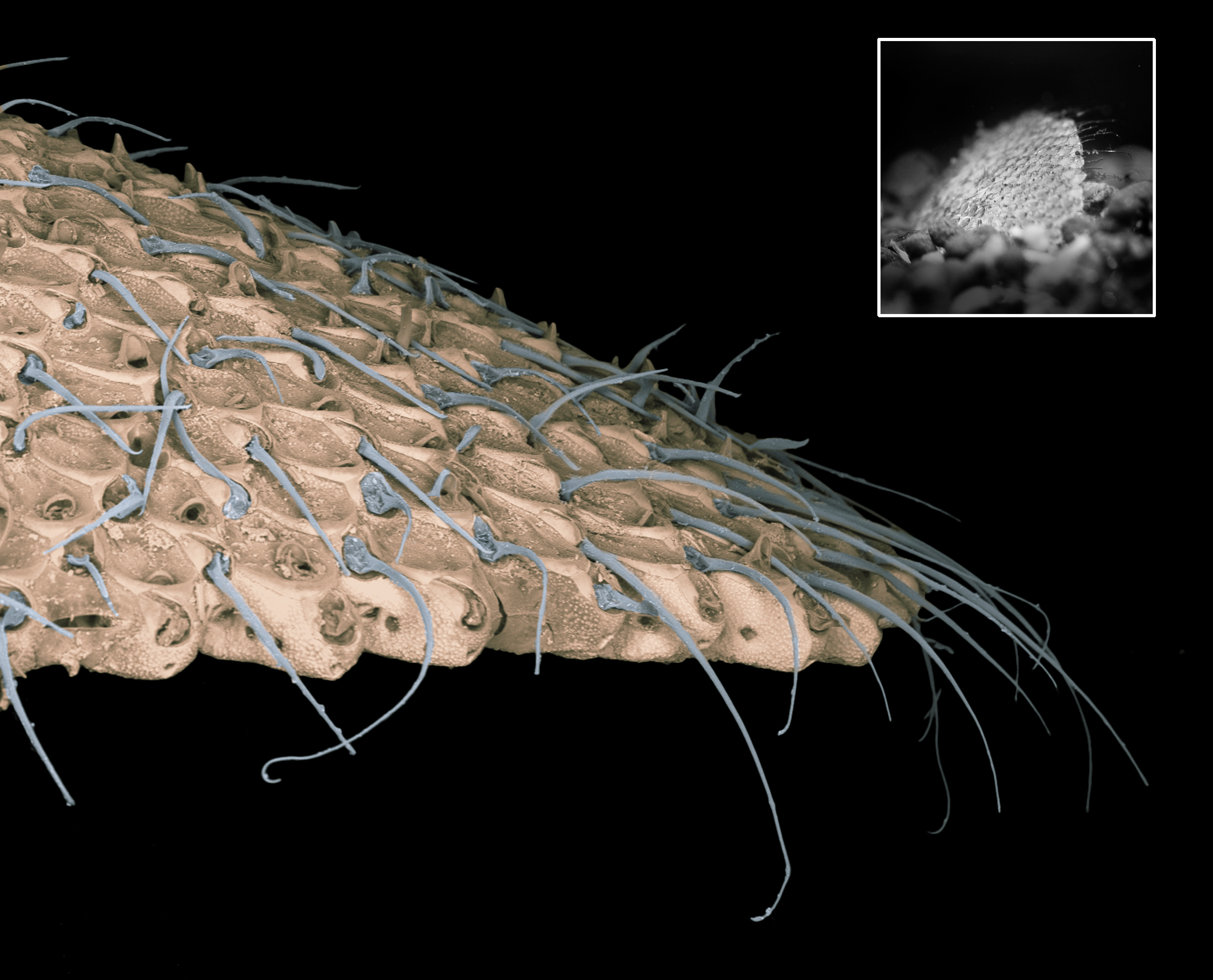 colony-coloured-inset-emerging-colony