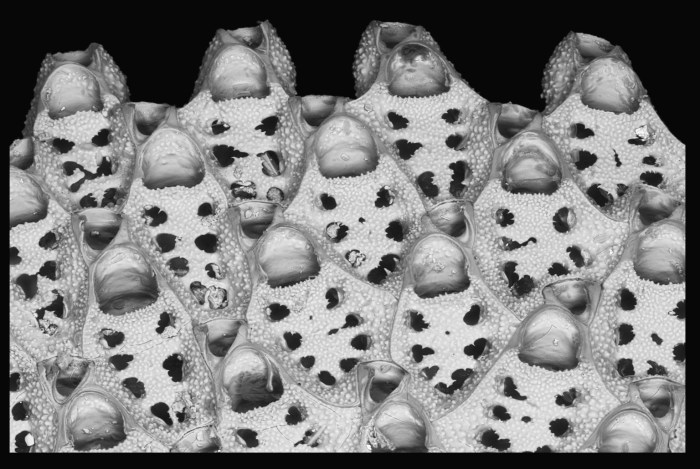 Discoporella close up